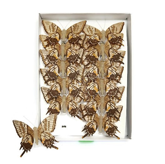 Motyle Na Spinaczu Vintage 8 cm 12 szt